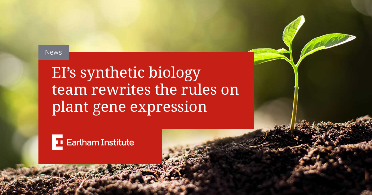 EI’s synthetic biology team rewrites the rules on plant gene expression Earlham Institute